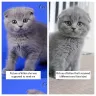 Facebook - Scottish fold kitten