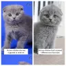 Facebook - Scottish fold kitten - Photo 4