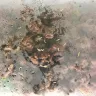 Coles Supermarkets Australia - minced beef has bugs - Photo 1