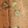 Carrefour - a problematic food-product - Photo 4