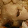 Church's Chicken - bought a 9 piece meal - Photo 1