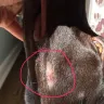 Wyatt's German Shorthair, Pointers - Chattanooga TN - Sold overpriced unhealthy full bred dog, story - Photo 1
