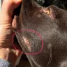 Wyatt's German Shorthair, Pointers - Chattanooga TN - Sold overpriced unhealthy full bred dog, story - Photo 2