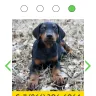 PuppySpot Group - the entire situation - Photo 1