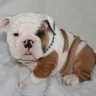 Pablo Bullies - Paid and no puppy - Photo 1