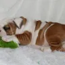 Pablo Bullies - Paid and no puppy - Photo 2