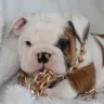 Pablo Bullies - Paid and no puppy - Photo 3