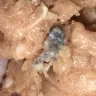 Kroger - kroger brand ground turkey meat - Photo 2