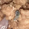 Kroger - kroger brand ground turkey meat - Photo 3