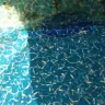 Blue World Pools - midline pool - Photo 1