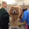 Geebee Chow Chows - Dog breeder and dog show participate