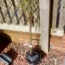 Gardening Express - Rose trees - Photo 1