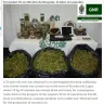 Earth Connection Portugal Ayahuasca Retreat Centre - earth connection portugal facing a €20,000 legal damages bill for death threats - Photo 8