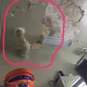 NYC Housing Authority [NYCHA] - failed to repair damage; never showed up - Photo 1