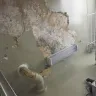 NYC Housing Authority [NYCHA] - failed to repair damage; never showed up - Photo 3