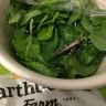 Costco - insect found in bag of greens - Photo 2