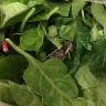 Costco - insect found in bag of greens - Photo 3