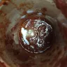 Costco - victoria pasta sauce - Photo 2
