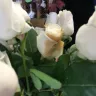 Costco - bad product-rotten roses