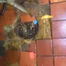 KFC - food safety and employee safety - Photo 1