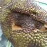 Jewel-Osco - jack fruit - Photo 1