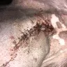 Shank Animal Hospital - I'm worried what he did on the inside of my dog if it looks this bad on the outside!!