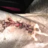 Shank Animal Hospital - I'm worried what he did on the inside of my dog if it looks this bad on the outside!!