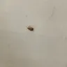 Best Western International - service and bed bugs! - Photo 1