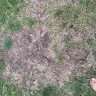 TruGreen - horrible weed control - Photo 1