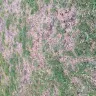 TruGreen - horrible weed control - Photo 2