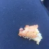 Tim Hortons - muffin ordered - Photo 1