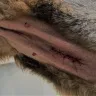Custom K9 Services - davis (s) fraud, deception, misrepresentation
