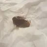 Extended Stay America - roaches in my room - Photo 1