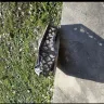 Best Choice Products - firepit - Photo 1