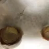 Publix Super Markets - rotten eggs - Photo 1