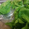 Costco - dead insect found in the bag of fresh spinach leaves (muzzi)