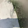 American Automobile Association [AAA] - driver damaged my grass and walkway of my house - Photo 2