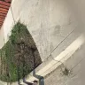 American Automobile Association [AAA] - driver damaged my grass and walkway of my house - Photo 3