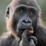 Prasa / Passenger Rail Agency of South Africa - racist remark...#baboon - Photo 1