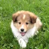 Shelties Purebred Perfect - sheltie