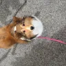 Shelties Purebred Perfect - sheltie