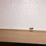 Motel 6 - room is infested with roaches.