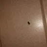 Best Western International - filthy room and roaches - Photo 2