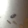 Motel 6 - bed bugs - Photo 1