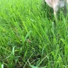 RHP Properties - lawn service - Photo 1