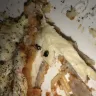 Olive Garden - there was a beetle inside of my chicken that was served to me. - Photo 1