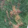 Nebraska Stain and Seal - deck and fence staining - Photo 4