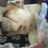 It's A Bulldog Thing/Salem IL. - bad breeding/ puppies with congenital defects.
