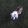 It's A Bulldog Thing/Salem IL. - bad breeding/ puppies with congenital defects.
