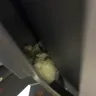 Mango Airlines - dirty plane - Photo 7